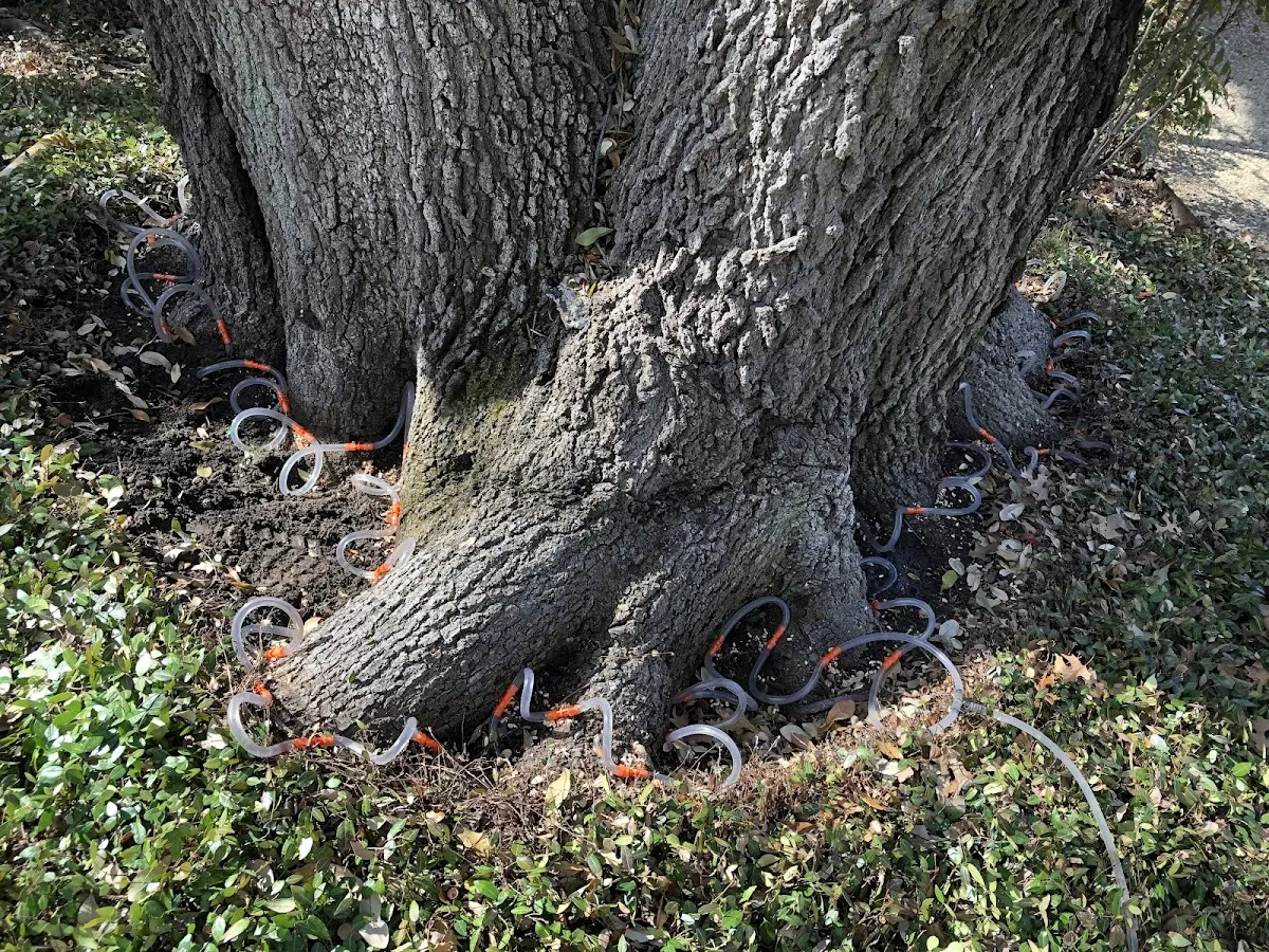 Detailed Tree Cabling and Bracing job site in Metter